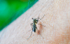 Pandengue, congreso internacional contra el dengue en las Am&eacute;ricas