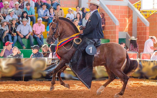 Caballo criollo de alta calidad descresta al mundo: Fedequinas