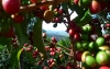 Complicado panorama del caf&eacute;: Invierno amenaza metas de la cosecha