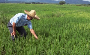 En medio de incertidumbre arranca cosecha arrocera