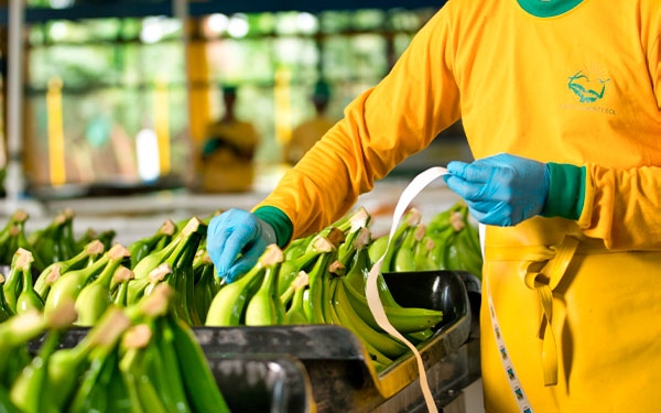 Expo Dub&aacute;i acoger&aacute; el banano colombiano