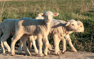 Ovinos y caprinos, una prote&iacute;na que suple la escasez de bovinos