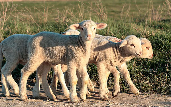 Ovinos y caprinos, una prote&iacute;na que suple la escasez de bovinos