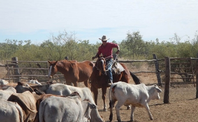Ganaderos tienen serias reservas con nueva pr&oacute;rroga al Decreto 1500