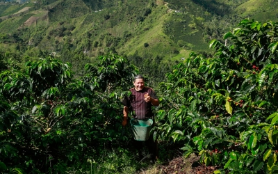 M&aacute;s de 100 mil caficultores apoyados con programas de fertilizaci&oacute;n de cafetales