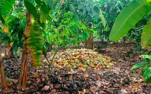 Potencian comercializadoras agroindustriales para superar el conflicto