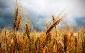 &iquest;C&oacute;mo Europa se aprovecha de &Aacute;frica utilizando el acuerdo de los cereales?