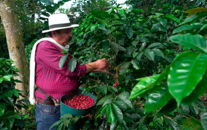 Con ilusi&oacute;n, inclusi&oacute;n y anhelo, arrancan elecciones cafeteras: Coordinadoras