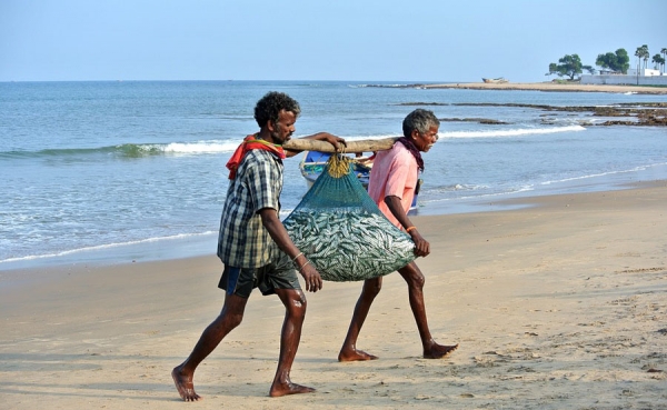 Decomisos de pescado sumaron cerca 90 toneladas en Semana Santa