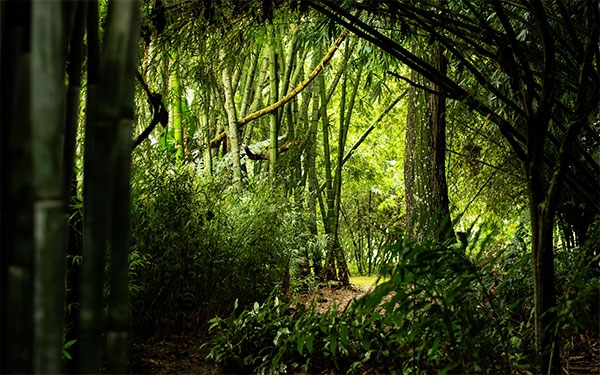 Por la vida, los guaduales lloran y s&iacute; tienen alma