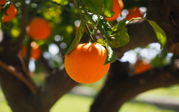 Atenci&oacute;n: Sida de los c&iacute;tricos ya est&aacute; en Colombia