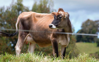 Ganado Jersey, una joya en la corona lechera