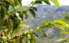 Gobierno, empresas y sociedad civil firmaron acuerdo caf&eacute;, bosque y clima