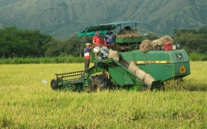 Cambio clim&aacute;tico y los TLC, amenazas del sector arrocero