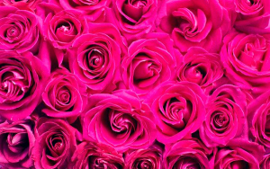 El amoroso milagro de San Valent&iacute;n, 20 mil empleos adicionales en el campo