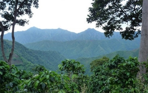 Caf&eacute; del Magdalena: Ancestral, resiliente y con fina esencia tairona
