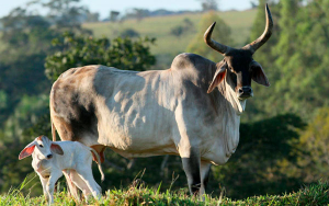 Exportaci&oacute;n de ganado no incide en mayor precio en la carne: Subastar