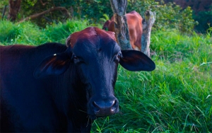 ICA en apuros por gu&iacute;as de movilizaci&oacute;n: &iquest;la culpa fue de la vaca?