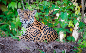 Palmicultores le han cumplido al jaguar, saben que es ecosist&eacute;mico