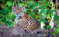 Palmicultores le han cumplido al jaguar, saben que es ecosist&eacute;mico