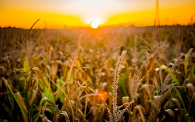 IICA y Nasa Harvest promueven herramientas para enfrentar el clima