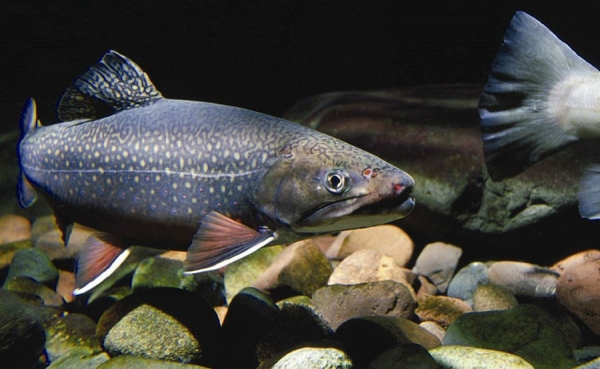 La geomembrana, una opci&oacute;n para la piscicultura