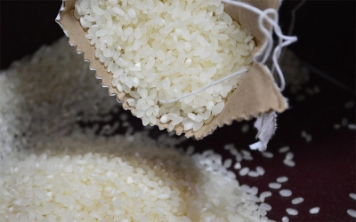Industria absorber&aacute; cosecha arrocera, pero sin incentivo