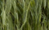 FAO pronostica ca&iacute;da en la producci&oacute;n de cereales en Am&eacute;rica y el Caribe