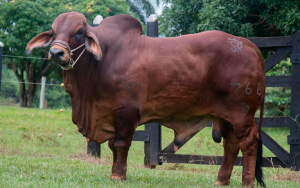 De remate: San Rafael adelanta todo un homenaje al Brahman rojo