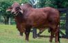 De remate: San Rafael adelanta todo un homenaje al Brahman rojo