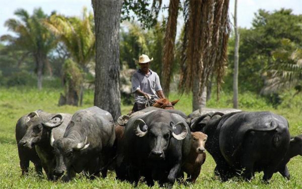 Por rentabilidad crece la cr&iacute;a de b&uacute;falos en Colombia