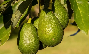 Aguacate Hass entrar&iacute;a a Estados Unidos en 2017