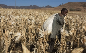 Agricultura y seguridad alimentaria, ejes de acci&oacute;n frente al cambio clim&aacute;tico