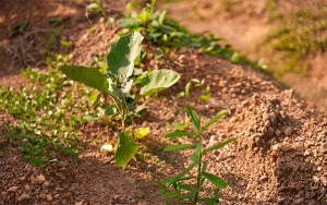 Ministros de agricultura de la CELAC impulsar&aacute;n lucha contra el hambre