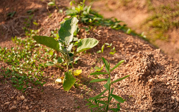 Ministros de agricultura de la CELAC impulsar&aacute;n lucha contra el hambre