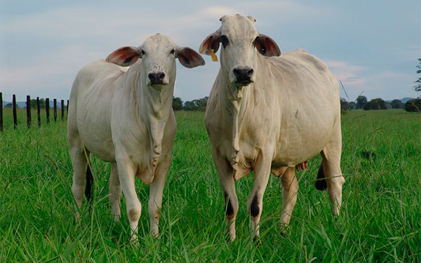 Altos precios de la carne tienen penando hogares y carnicer&iacute;as
