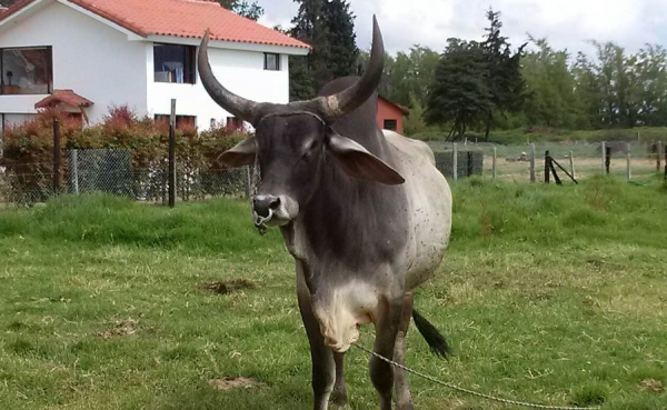 Lanzan soluciones tecnol&oacute;gicas e inform&aacute;ticas para el campo