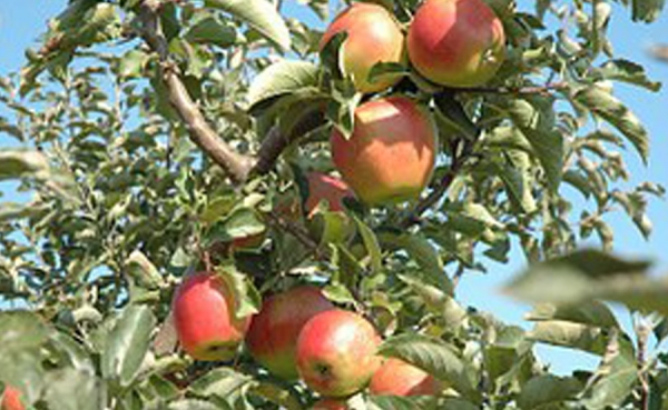 Frutas y hortalizas las llamadas a ampliar la frontera agr&iacute;cola