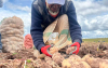 Cultivo de papa en Colombia, motor agrario de la econom&iacute;a