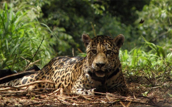 Si desaparece el jaguar, las pandemias se multiplicar&aacute;n: Fundaci&oacute;n Pantera