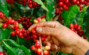 Caf&eacute;, el salvavidas del sector agropecuario, crece 21,4% en el trimestre