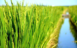 Fedearroz insiste en acuerdos para garantizar normalidad en cosecha