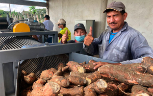 Corozal, primera planta de secado mixto de yuca en el Caribe