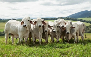 Brote de aftosa ser&aacute; superado antes de lo previsto: ICA