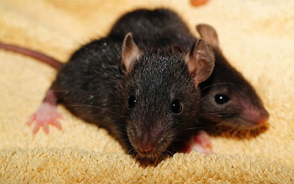 Focos de ratas negras en Madrid, &ldquo;No salimos de una y entramos en otra&rdquo;