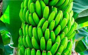 Bananeros trabajan en Miami contra el hongo Fusarium Raza 4 Tropical