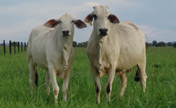 La suerte del Fondo Nacional del Ganado est&aacute; en manos del Minagricultura