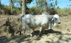 Fedeg&aacute;n dice que intensa sequ&iacute;a amenaza con cat&aacute;strofe rural