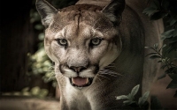 Lo que hac&iacute;a falta, bacteria mata pumas en Estados Unidos