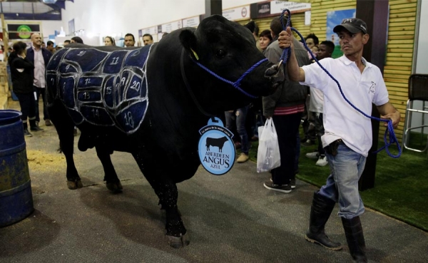 Agroexpo cierra con negocios por m&aacute;s de 30 millones de d&oacute;lares